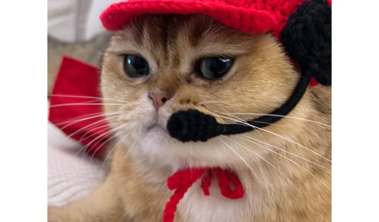 Cute McDonald’s-themed costume for Cats